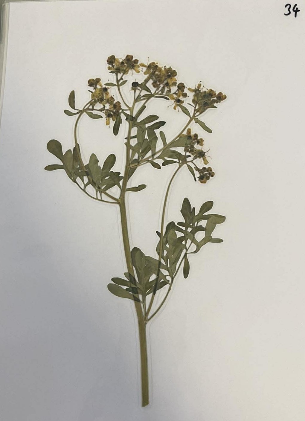 Rastlina Ruta graveolens
